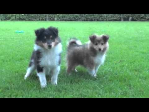 sheltie tricolor