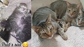 Cats are Pretty they're not ugly bastard 😭 someone told us! by Cats Life PH 315 views 2 weeks ago 1 minute, 50 seconds