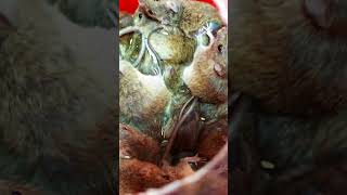 Rat trap Creative mouse trap tips at home #mousetrap #rattrap #rat #animals #cute