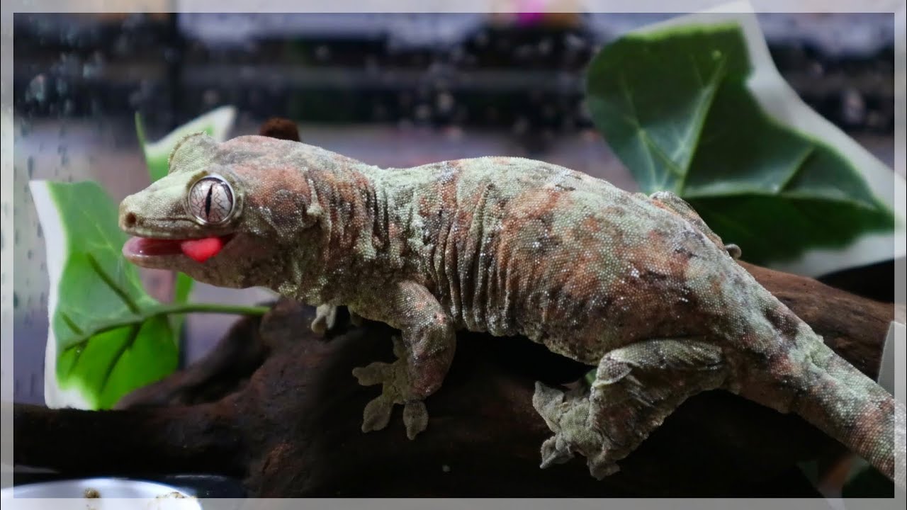A relative of Cress?! The Mamono Rikado Gecko is too cute - YouTube