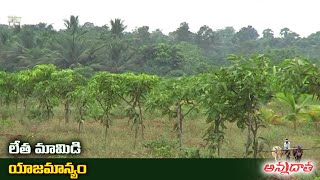 Care of Early Mango Plantations | మామిడిలో యాజమాన్యం