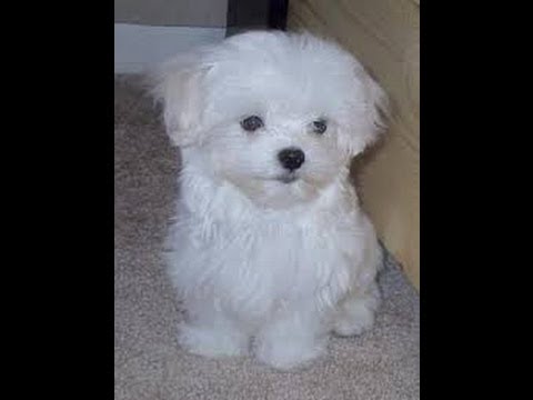 french poodle maltese