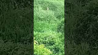 I Caught A Crested Crane On A Realme