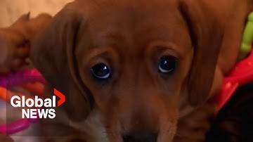 Canadian pet rescue organizations overwhelmed by surge in pet abandonment