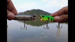 Casting Mangrove Jack (Duo Realis Pencil vs Duo Realis Popper)