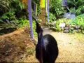 Cassowary visiting Rainforest Hideaway B&amp;B