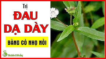 Trị Đau Dạ Dày Bằng Cỏ Nhọ Nồi. Chữa Đau Dạ Dày Bằng Cây Cỏ Mực | Chữa Đau Dạ Dày.