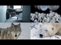 Vivre avec des loups fausses observations de punaises de lit et bien plus podcasts scientifiques de 60 secondes