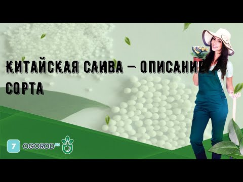 Video: Kitajska Sliva