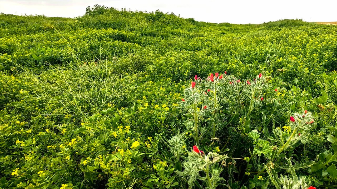 كشتة الصمان وأجمل الفياض خلال الفترة ١١ _ ١٥ / ٨ / ١٤٤٥هـ