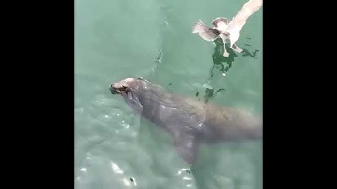 Slow Mo seagull swoop