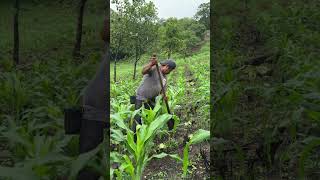 Siembra de maíz  #campo #agricultura #mexico