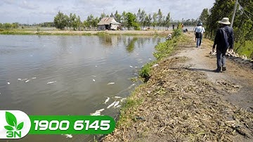 Khắc phục cá bỏ ăn, nổi đầu, bơi lờ đờ do thiếu oxy