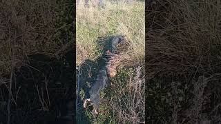 Obuka Mladih Terijera 2 Lov Na Sakala