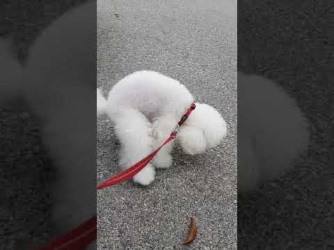 THIS CUTE PUPPY
