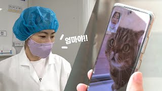 I Video Called My Cats on a Business Trip! LuLu, Mom's on the Phone! (ENG SUB)