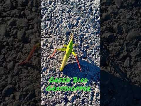 Green Bird Grasshopper On The Road