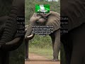 Discover Wildlife Wonderland at Omo Forest Reserve | 🌳🐘Q&amp;A #Short #OmoForestReserve #Wildlife