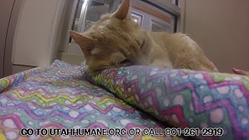 TURBO - Featured on Comcast Xfinity at the Humane Society of Utah