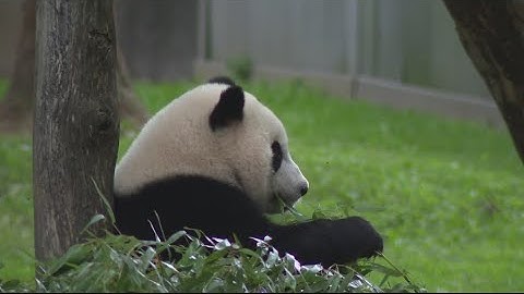 National Zoo giant panda celebrates 3rd birthday