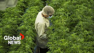 Why is Canada's cannabis industry struggling to turn a profit?