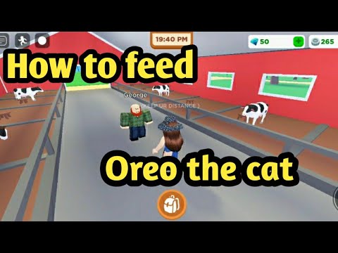 How to feed oreo the Cat in horse valley 2