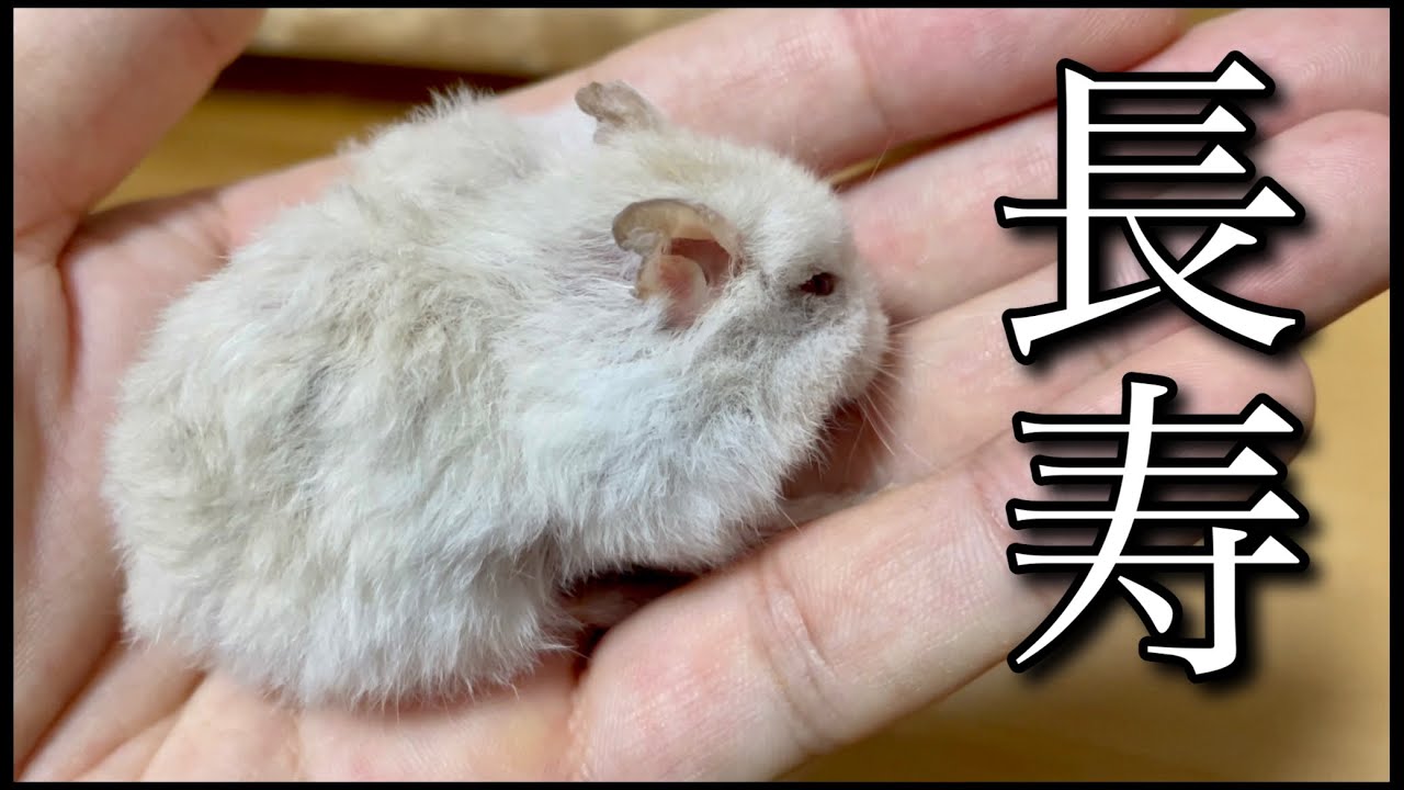 長寿のジャンガリアンハムスター もうすぐ３歳 Youtube