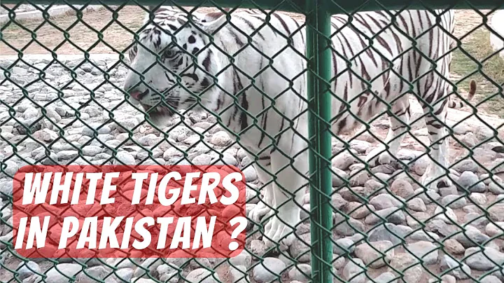 Video 7193671: white bengal tiger, beautiful bengal tiger, bengal fun, lion tiger, tiger playing