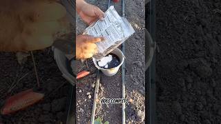 🍉Riego por goteo para cultivo de Sandía🍉 #sandía #agronomia #agrocoyote4