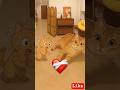 Owner Has Funniest Surprise for His Cats