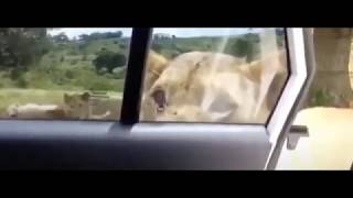 Lion opens car door