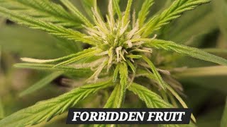 Forbidden Fruit Auto.| Tag 42 | Vorblüte |BIG SIS | Endlich | #germany #grow #420 #art #trending