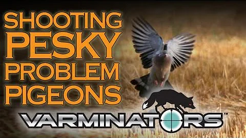 Pigeon Shooting Masterclass