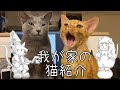 我が家の猫紹介！