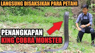 AKHIRNYA MUNCUL! KING COBRA MONSTER YANG DITAKUTI PETANI! LANGSUNG DISAKSIKAN PARA PETANI