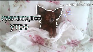 СУМАСШЕДШЕЕ УТРО СОБАКИ | или как Уильям решил в прятки поиграть СУМАСШЕДШЕЕ УТРО СОБАКИ | или как Уильям решил в прятки поиграть