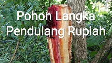 Eksplorasi Flora 12 - Tanaman Langka Pendulang Rupiah