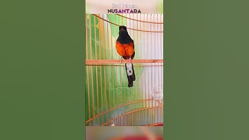 Burung kicau masteran #birdsong #gacorparah #gacorabis #kicaumania