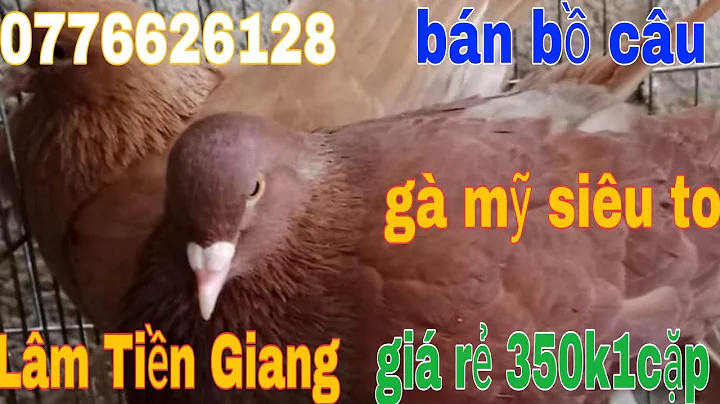 Thanh lý trang trại bồ câu gà mỹ siêu to giá rẻ 350k/1cặp LH:0776626128#pegion #lamtiengiang #