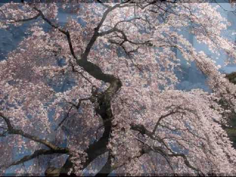 Joe Pass Quartet Joy Spring Joe Pass Quartet Joy Spring