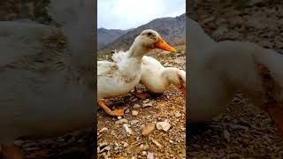 Serene Morning Moments:White Ducks Delight in Natures Beauty MorningBliss DuckLife MorningVibes