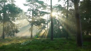 Sun Rays in the Forest