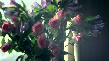 Sierra Hull - "Daybreak" [OFFICIAL VIDEO]