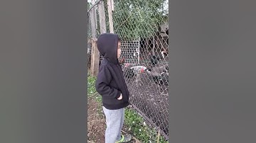 Me nyuam hmoob pub qaib.