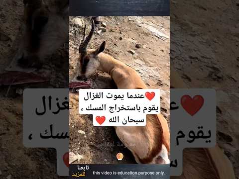 استخراج المسك من الغزال لولا وجود التصوير لما صدقها أحد أ ذ ك ر الله 