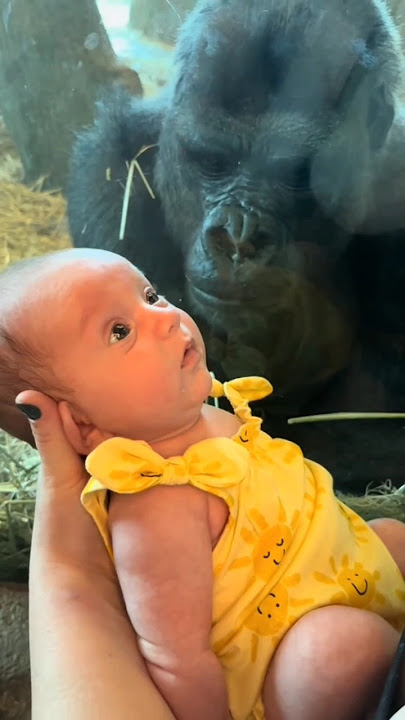 This woman shows her baby to her chimpanzee 💕