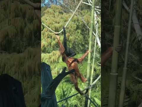 Video: Gibbon er en intelligent ape. Habitat, livsstil og disposisjon for gibbonen