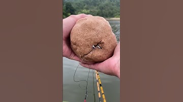 Mồi câu cá chép, trắm đen săn hàng cá đến 30kg #1 #fishing #shorts