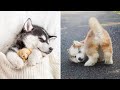 Funny And Cute Husky Puppies Compilation #10  Adorable Husky Puppy