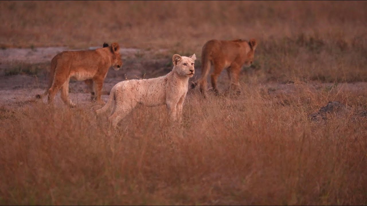 Белый львенок прибыл к Большому самцу Мбири!